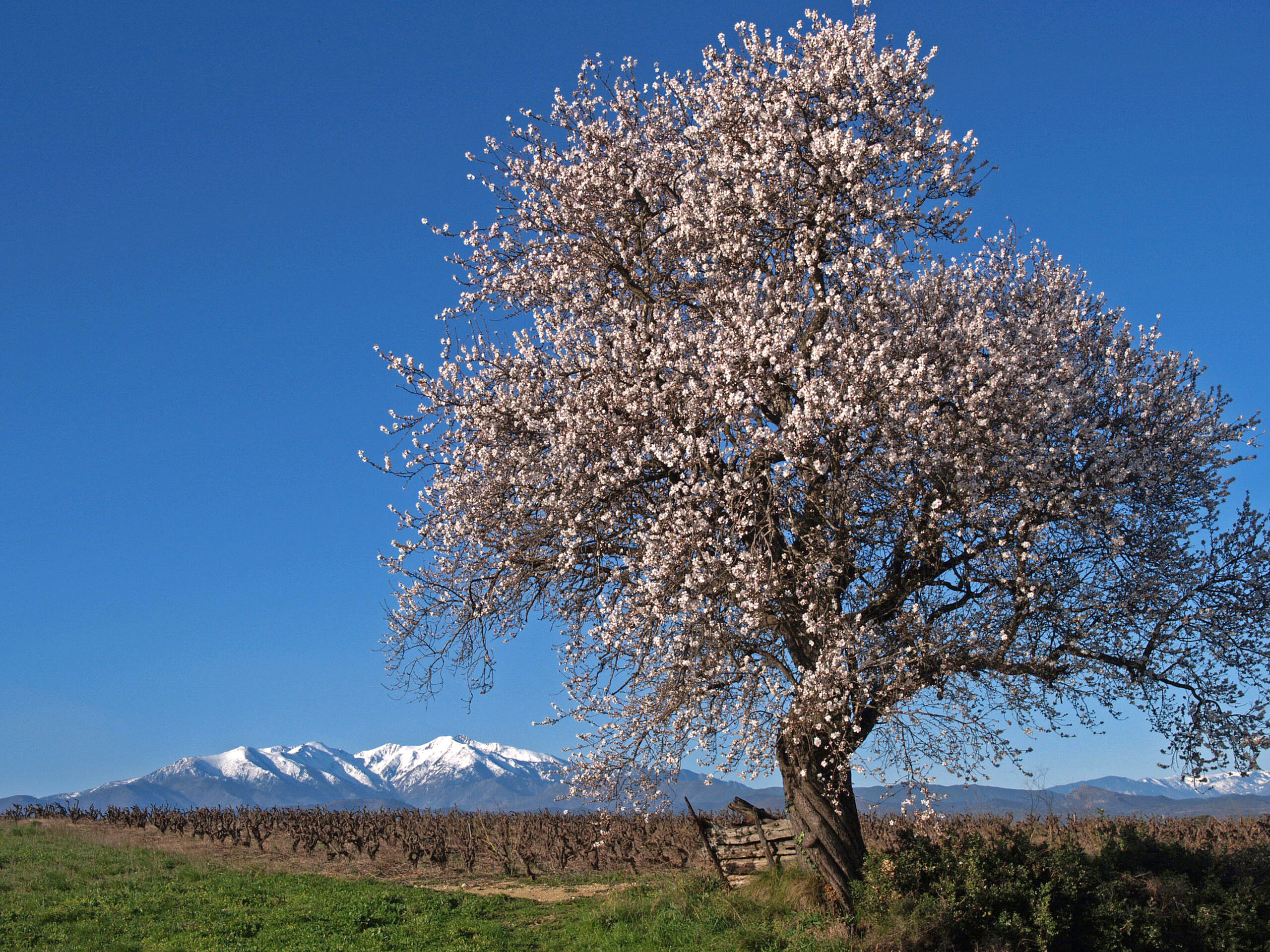 FRÊNE 66 – Fédération pour les espaces naturels et l’environnement des Pyrénées-Orientales