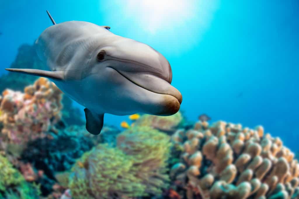 🐬 Kap’Mer : L’Aventure Inoubliable des Excursions avec les Dauphins en Méditerranée